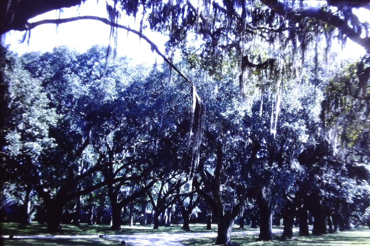The Hanging Forest